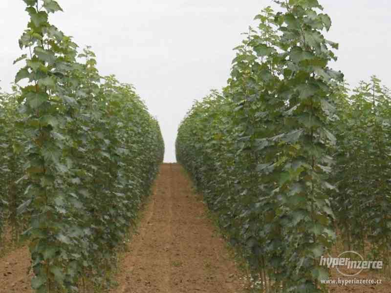 Rýchlorastúci japonský topoľ - foto 9
