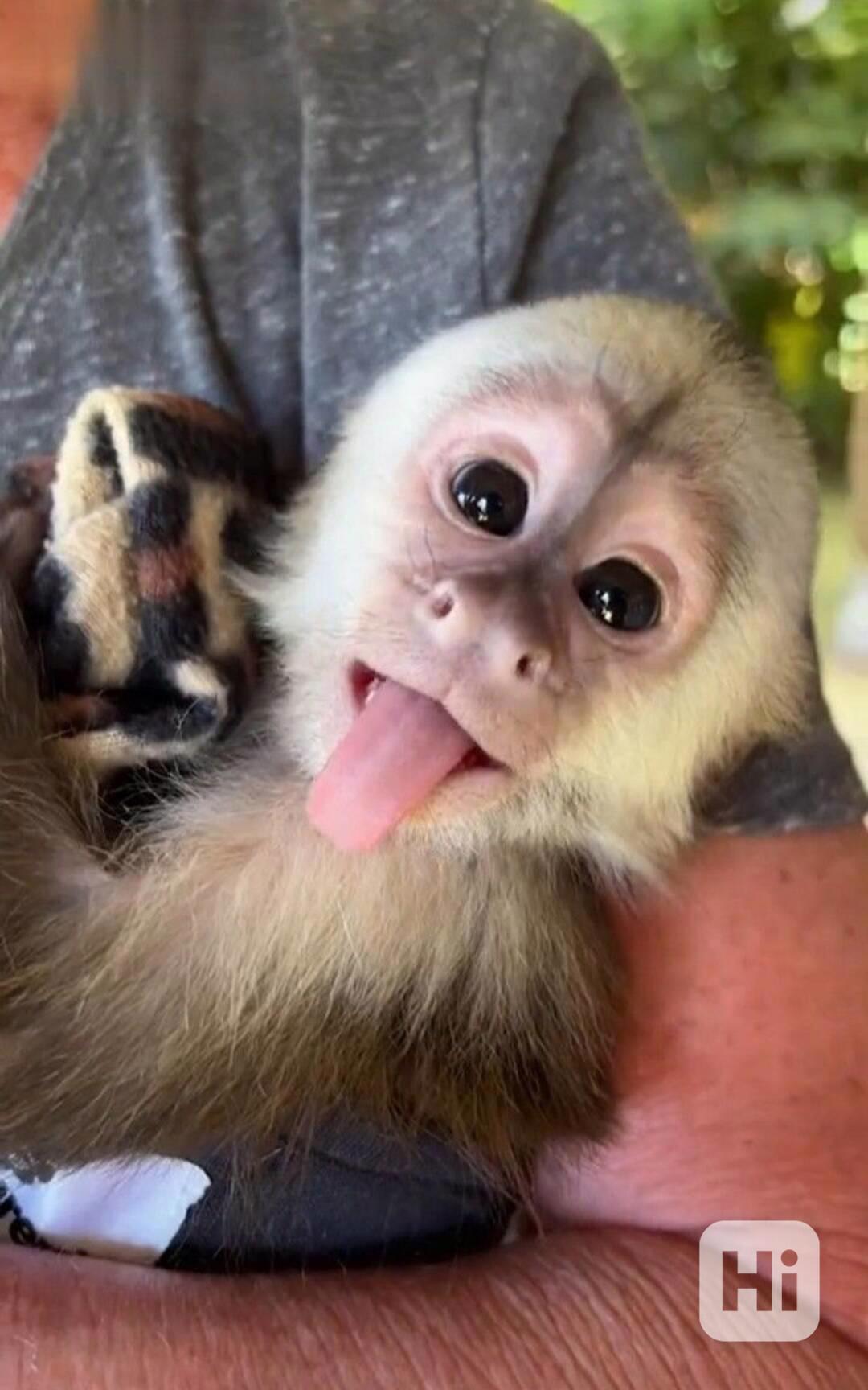 Kvalitní mláďata kapucínských opic, - foto 1