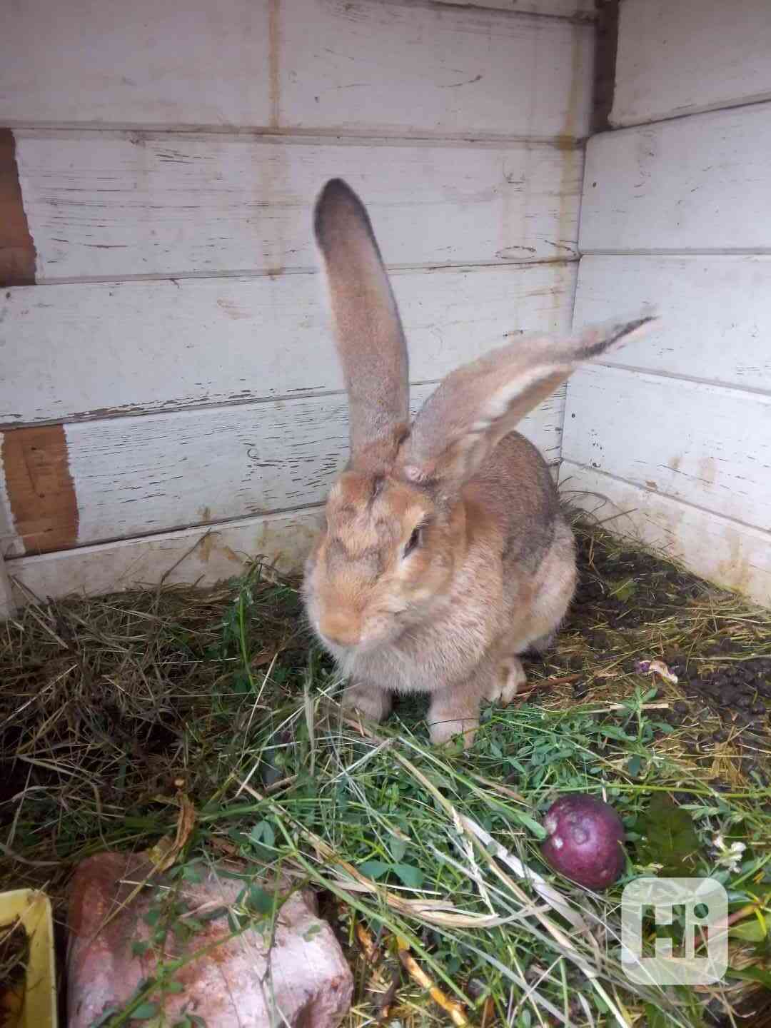 kralik belgicky - foto 1