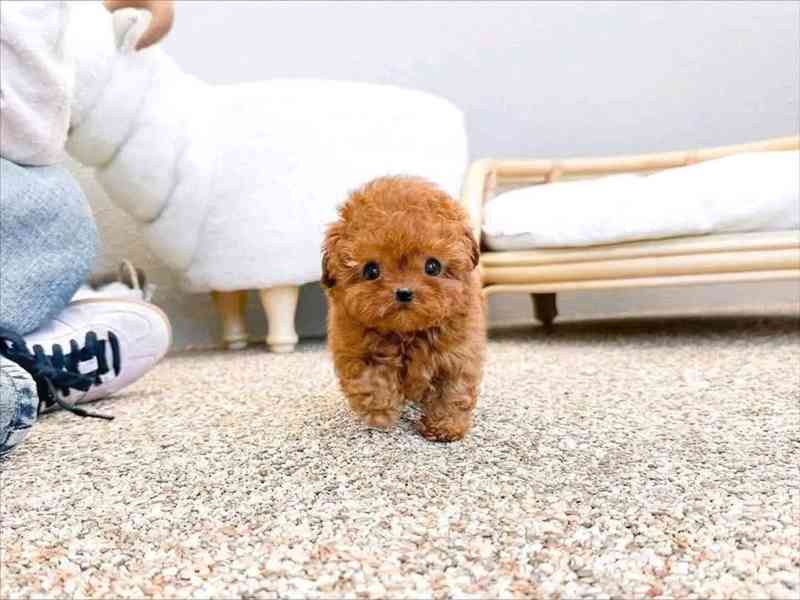 Poodle puppy  - foto 2