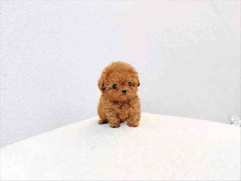 Poodle puppy  - foto 4