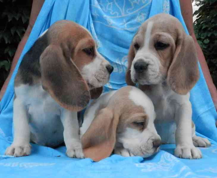 štěňata beagle s pp - foto 2