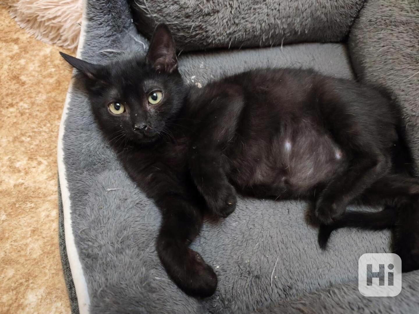 Velmi mazlivý a hravý, hodný 4měsíční černý Damiánek - foto 1