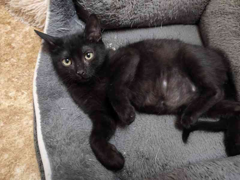 Velmi mazlivý a hravý, hodný 4měsíční černý Damiánek - foto 4
