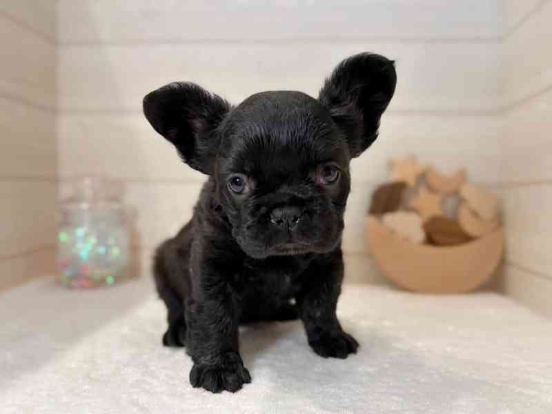 Francouzský buldok připraven k adopci - foto 1