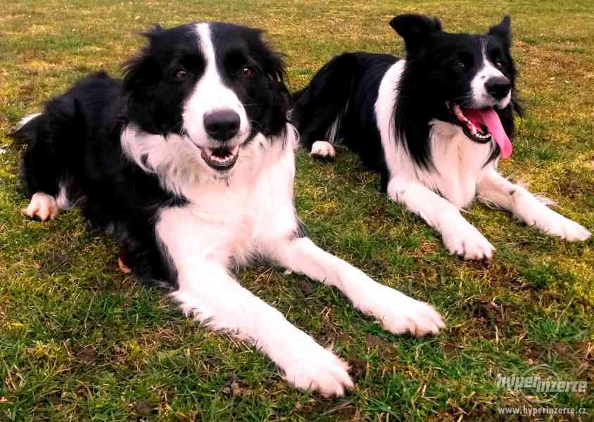 Border kolie bez PP štěňátka - foto 1