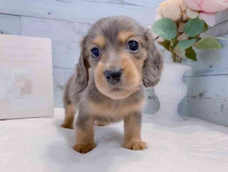 Nádherné štěně jezevčíka k odběru nového domova - foto 1