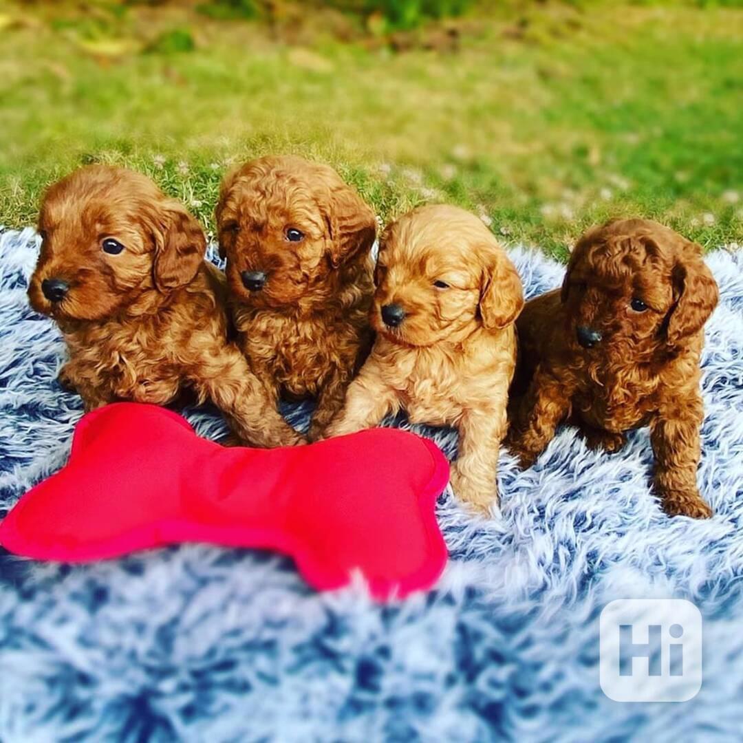 Štěňata pudla k adopci - foto 1