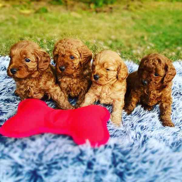 Štěňata pudla k adopci