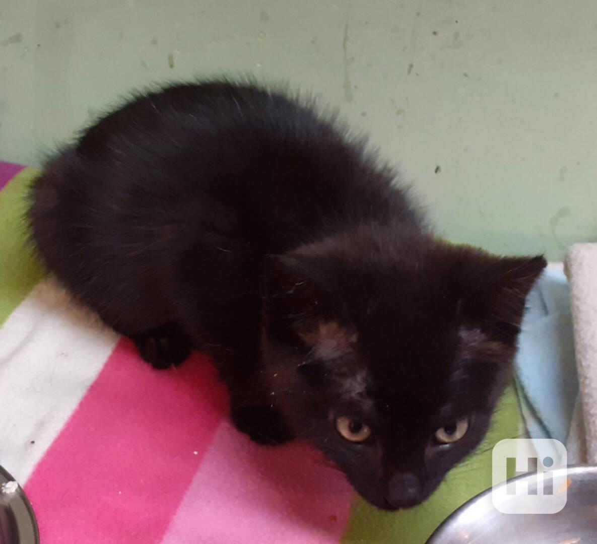 Hravý, hodný, šikovný 3,5měsíční černý Davídek - foto 1