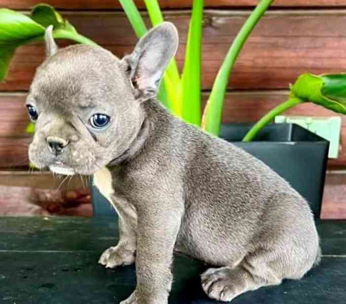 štěňata francouzských buldočků - foto 2