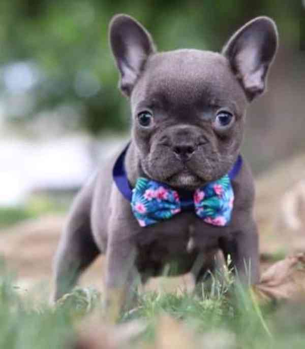 štěňata francouzských buldočků - foto 3