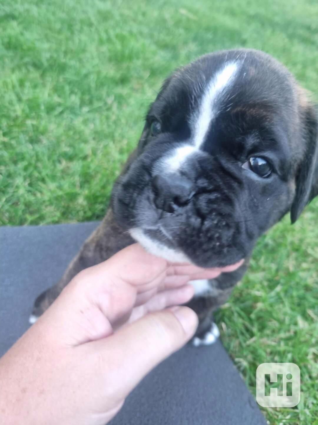 německý boxer štěně - foto 1