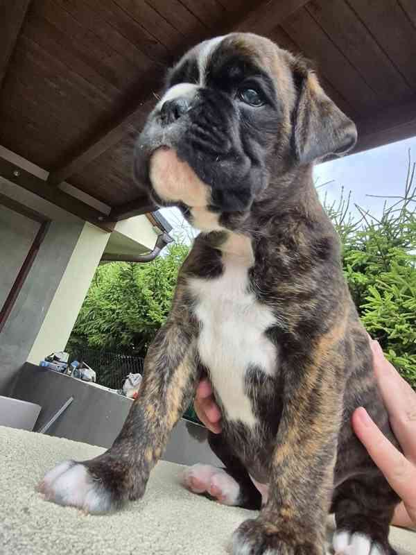 německý boxer štěně - foto 6