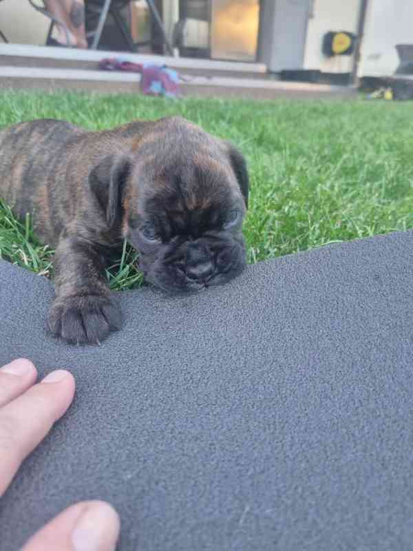 německý boxer štěně - foto 3