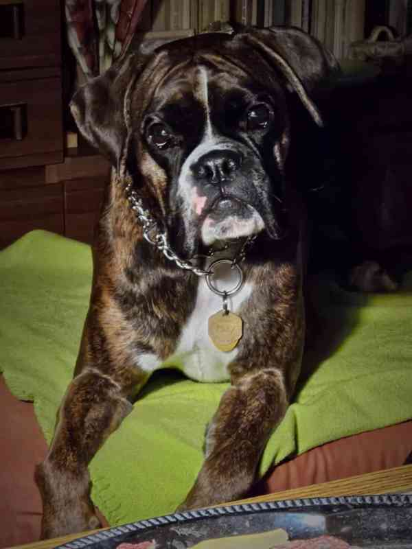 německý boxer štěně - foto 6