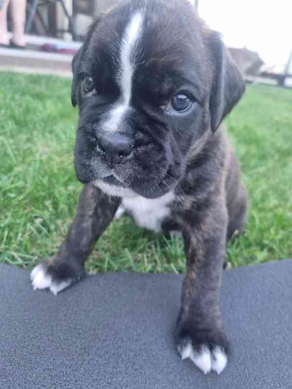 německý boxer štěně - foto 2