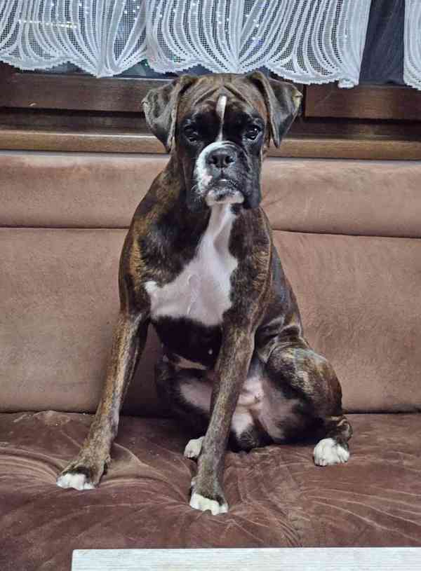 německý boxer štěně - foto 9