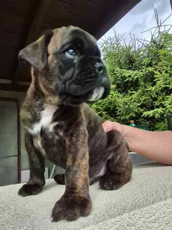 německý boxer štěně - foto 8