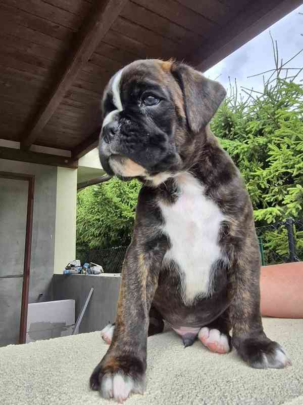 německý boxer štěně - foto 7