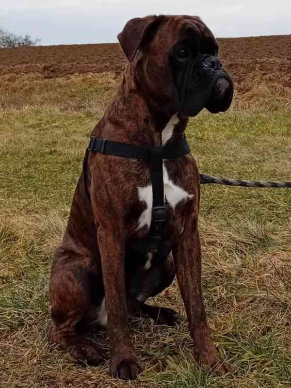 německý boxer štěně - foto 7