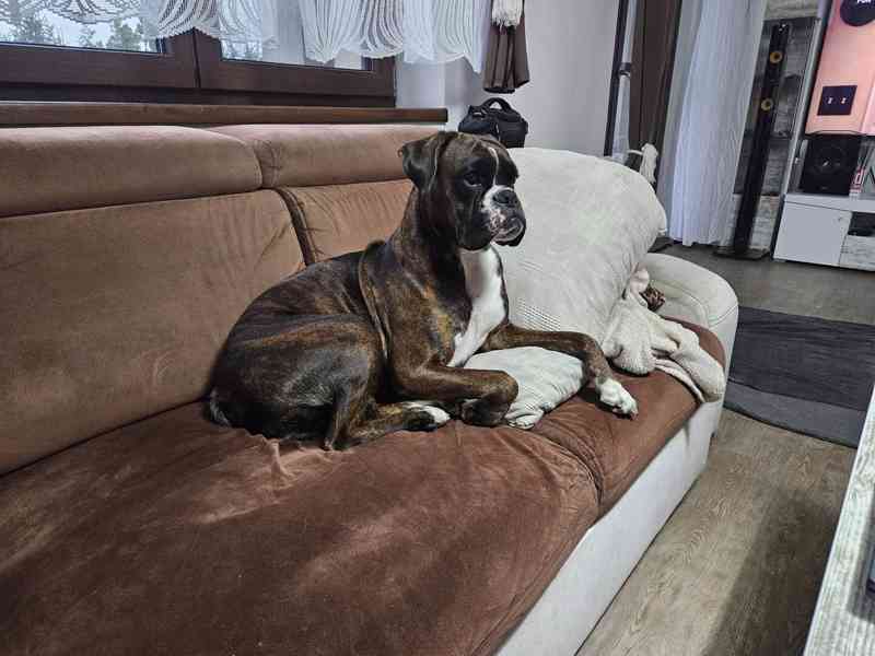německý boxer štěně - foto 8