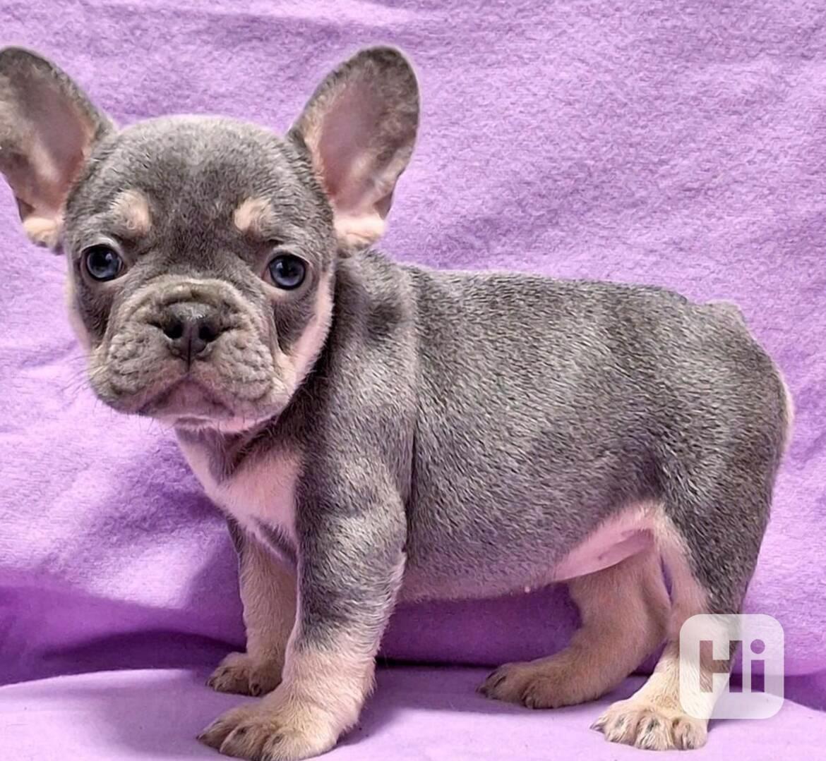 Zdravá, rozkošná štěňata francouzského buldočka - foto 1