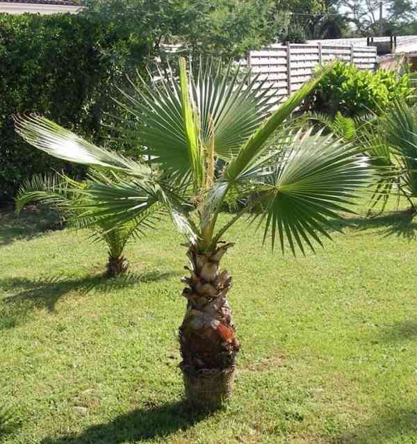 Sazenice palma Washingtonia robusta - foto 1