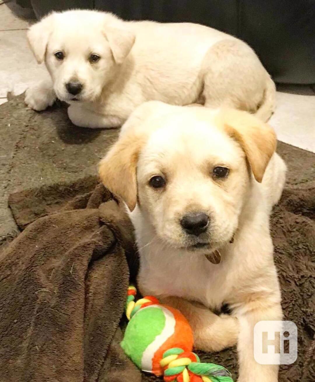 Zlatý retrívr nyní k dispozici - foto 1