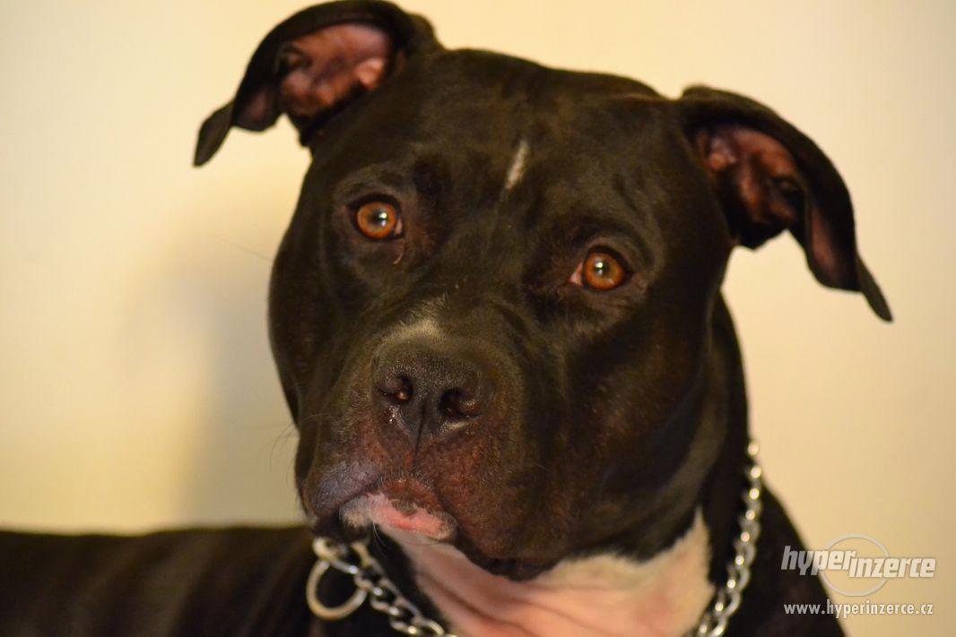 POPTÁVÁM fenku Amer.staforda k připuštění - foto 1