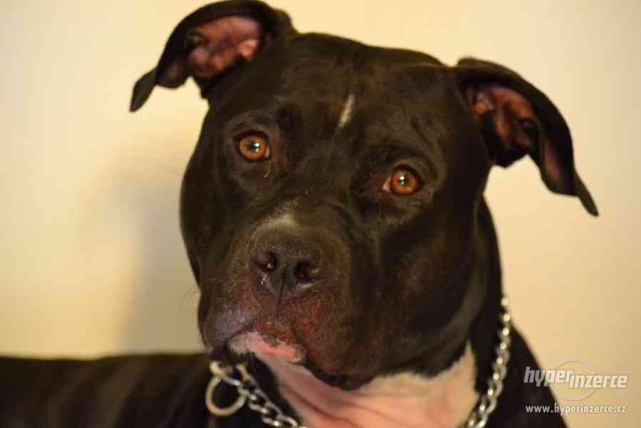 POPTÁVÁM fenku Amer.staforda k připuštění - foto 1