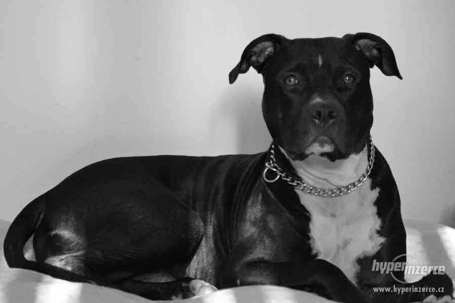 POPTÁVÁM fenku Amer.staforda k připuštění - foto 2