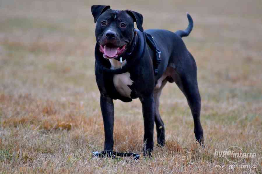 POPTÁVÁM fenku Amer.staforda k připuštění - foto 3