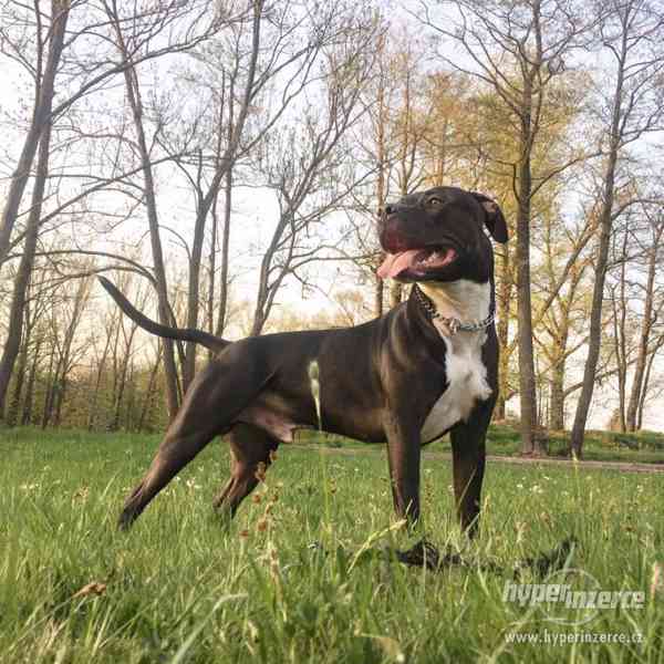 POPTÁVÁM fenku Amer.staforda k připuštění - foto 4