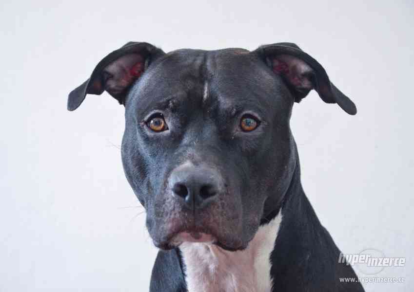 POPTÁVÁM fenku Amer.staforda k připuštění - foto 5