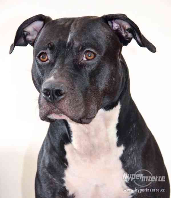 POPTÁVÁM fenku Amer.staforda k připuštění - foto 6