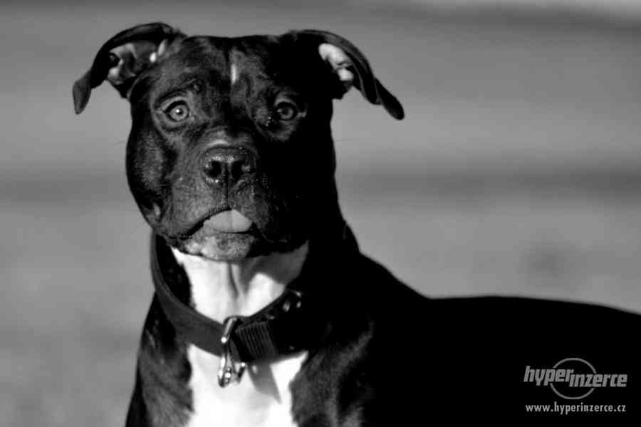 POPTÁVÁM fenku Amer.staforda k připuštění - foto 7