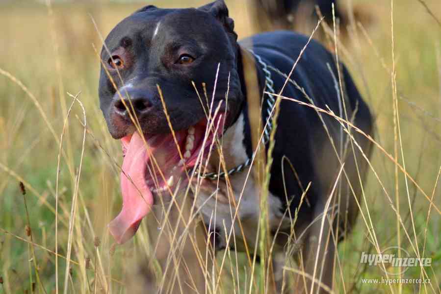 POPTÁVÁM fenku Amer.staforda k připuštění - foto 8