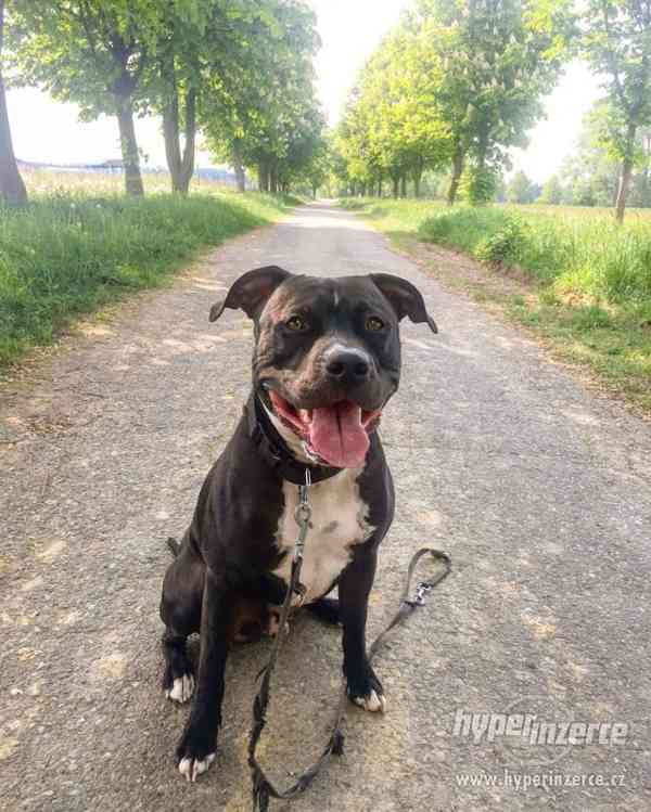 POPTÁVÁM fenku Amer.staforda k připuštění - foto 9