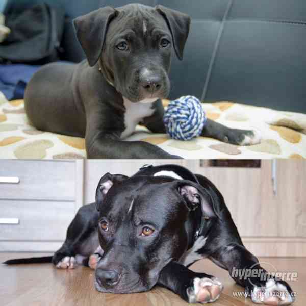 POPTÁVÁM fenku Amer.staforda k připuštění - foto 10