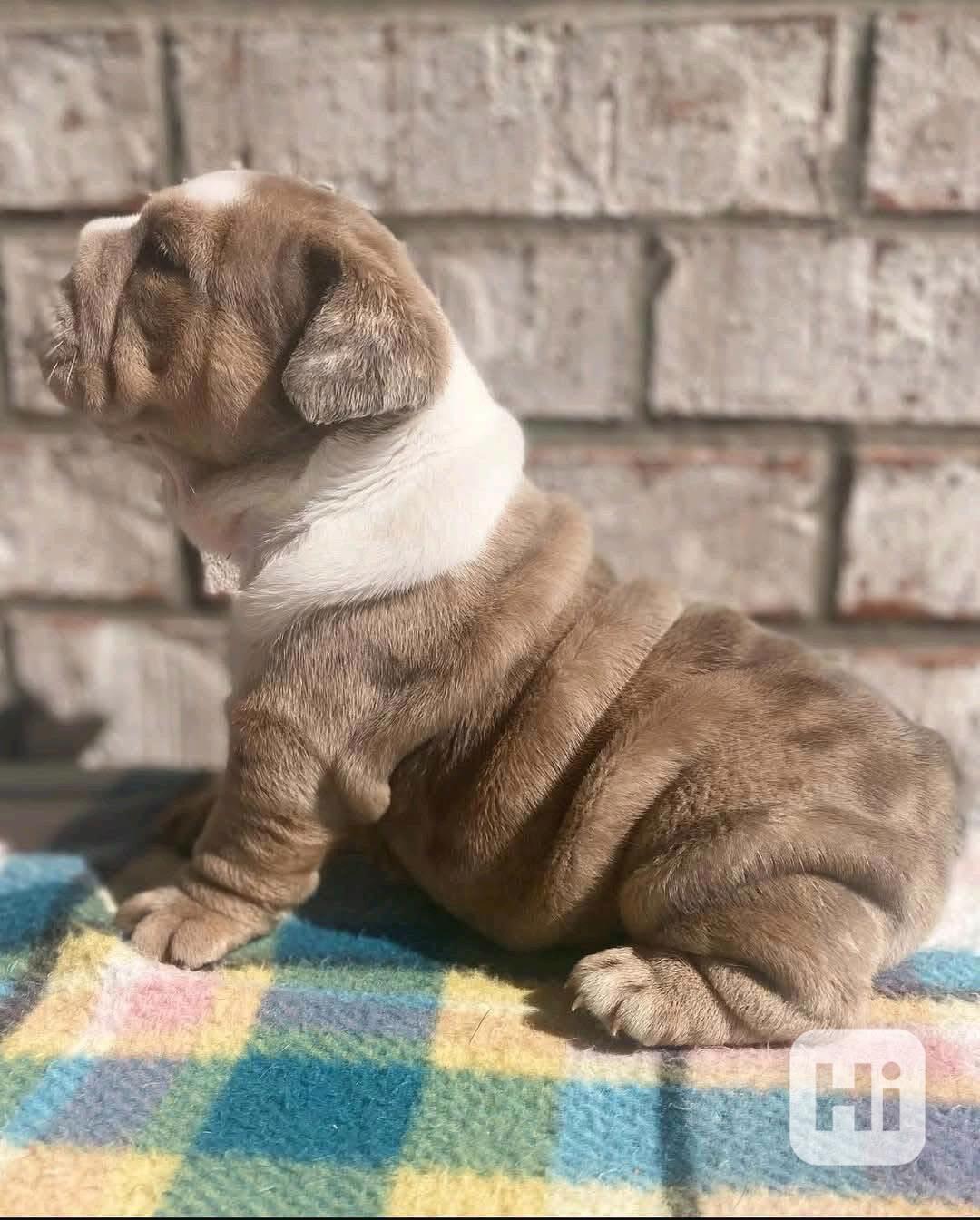 Mám anglického buldoka s papíry - foto 1