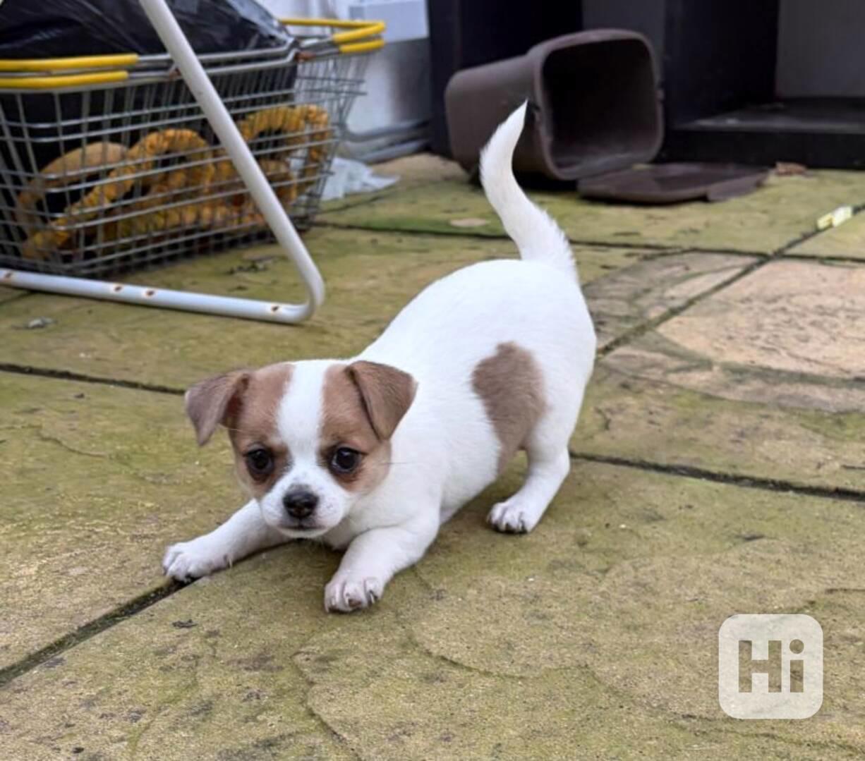 prodeji štěňátka Čivava s PP  - foto 1