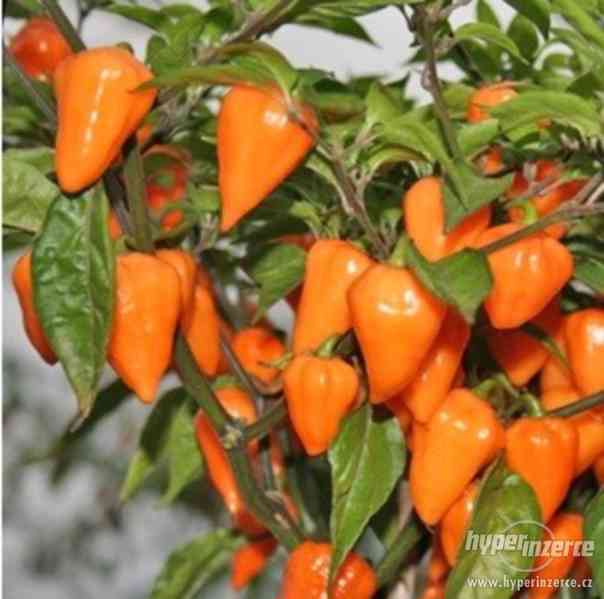 Chilli Orange Lantern - semena - foto 1