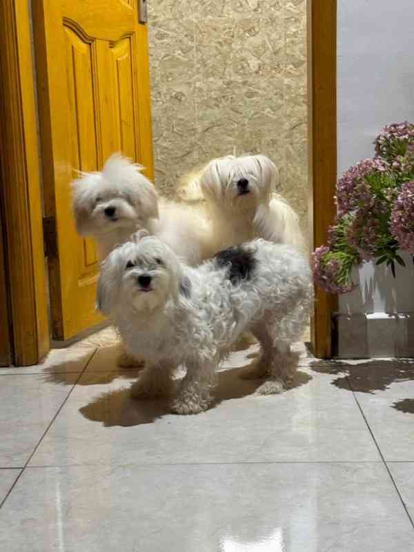 💖 Štěňátka morkií hledají trvalý domov! 💖 - foto 4