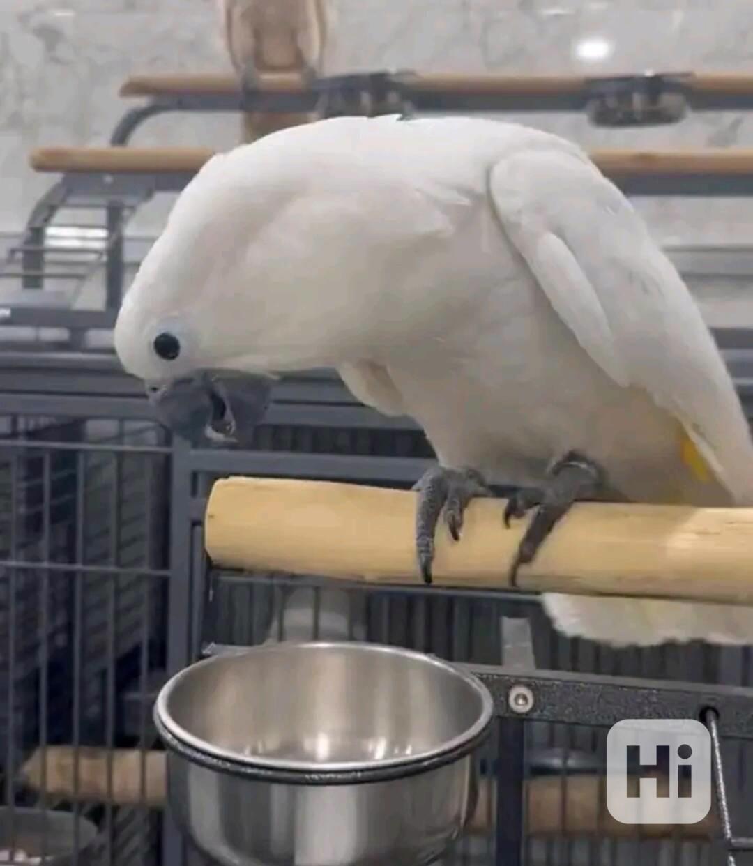 Rozkošní papoušci kakadu hledají nový domov - foto 1