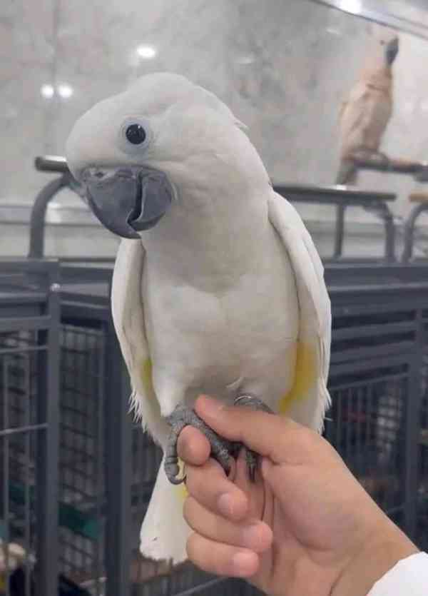 Rozkošní papoušci kakadu hledají nový domov - foto 3