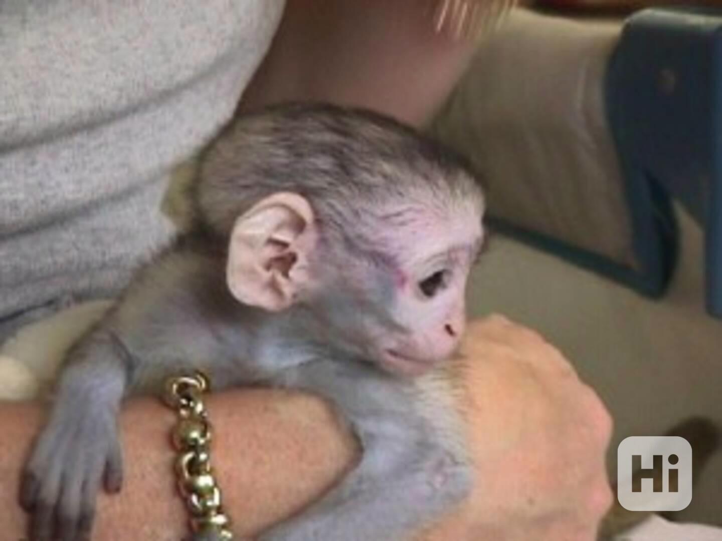 Roztomilé a veselé kapucínské opice k adopci - foto 1