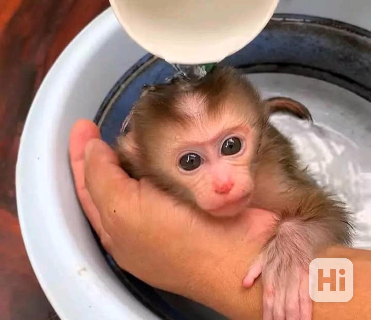 OKOUZLUJÍCÍ MLAĎATA OPIC KAPUCÍNSKÝCH JEN PRO VÁS - foto 1