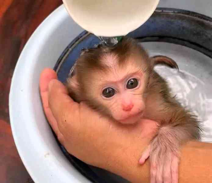 OKOUZLUJÍCÍ MLAĎATA OPIC KAPUCÍNSKÝCH JEN PRO VÁS