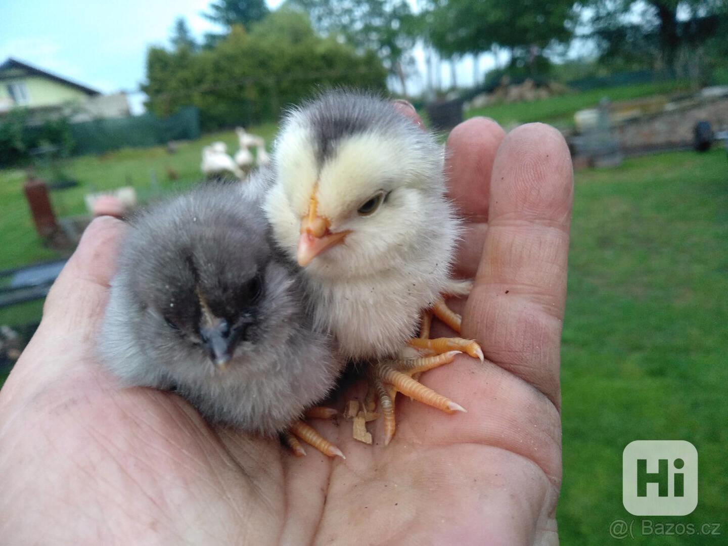 Kuřata už zvyklá venku. - foto 1
